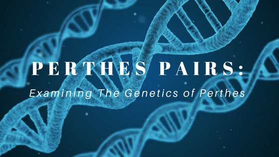 Perthes Pairs: Looking further into genetics of Perthes disease